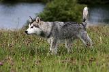 ALASKAN MALAMUTE 706